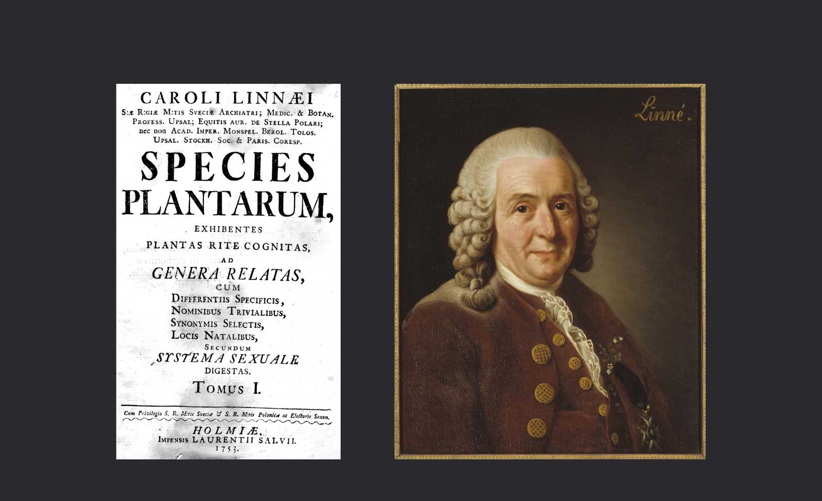 Caroli Linnaei, Species plantarum / Johan Gustaf Sandberg (artist), Hans Thorwid (photo) Carl von Linné (1707-1778)