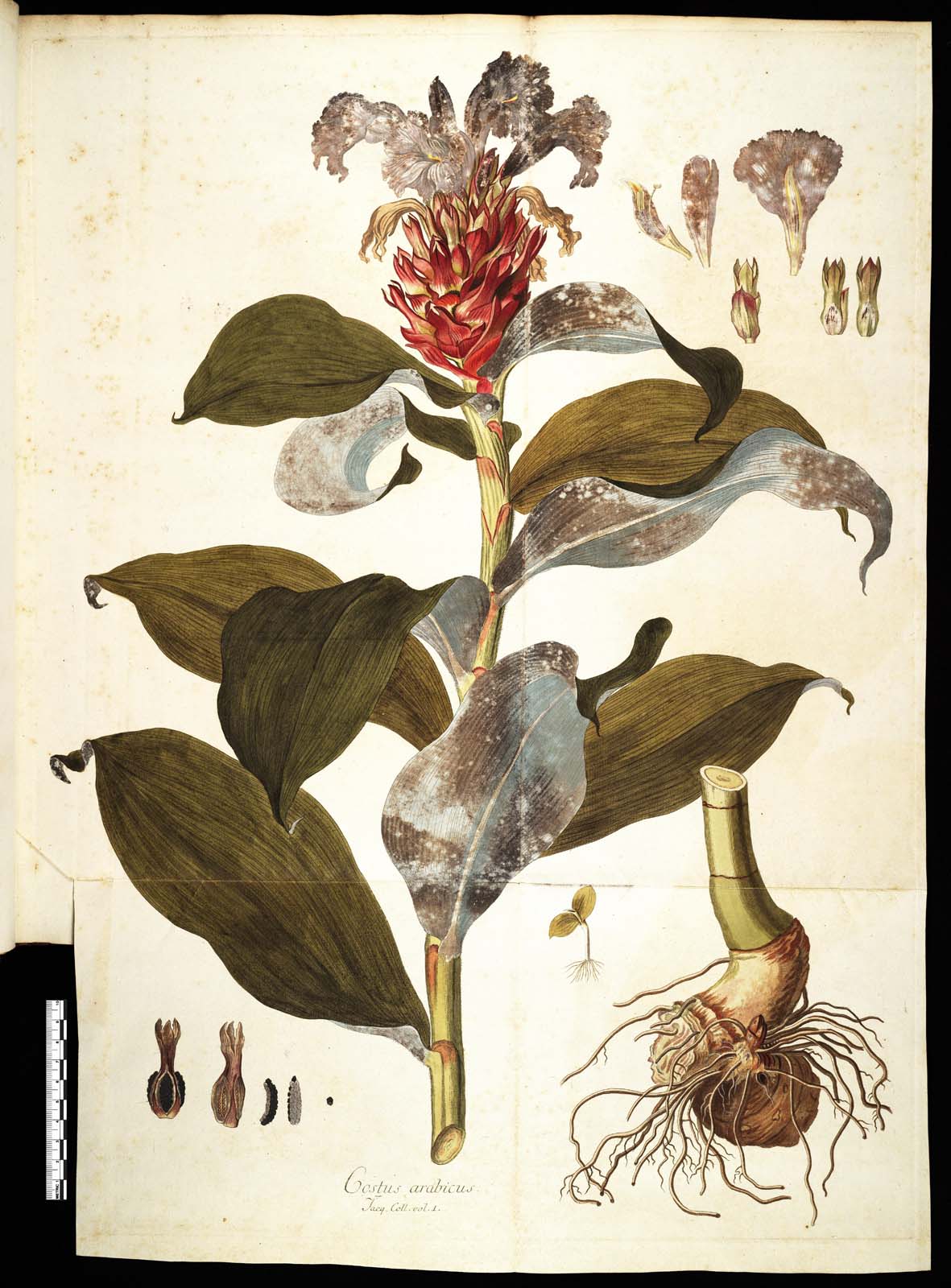 Nicolao Josepho Jacquin, Icones plantarum rariorum, 1781-1793.