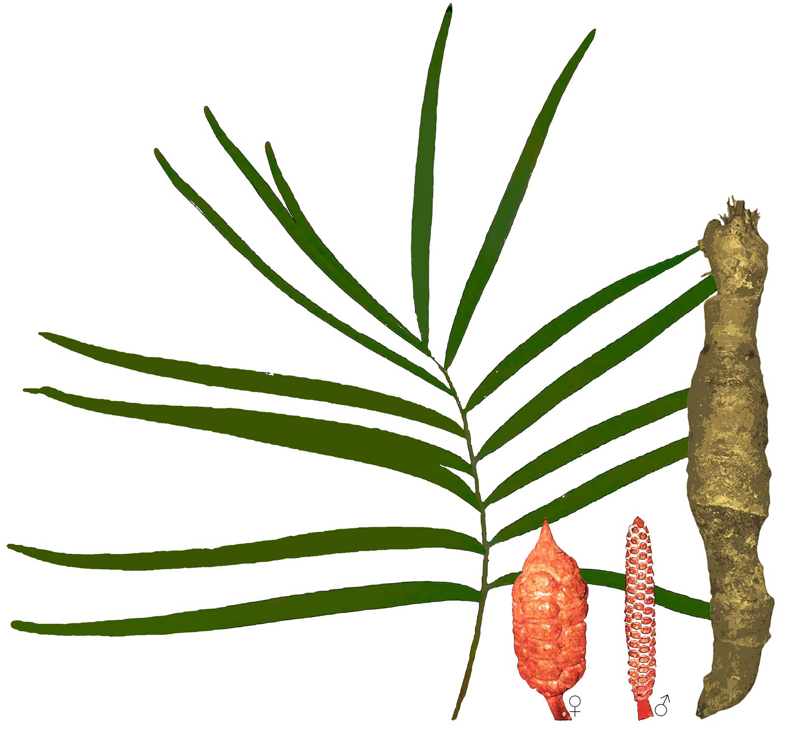Zamia Portoricensis