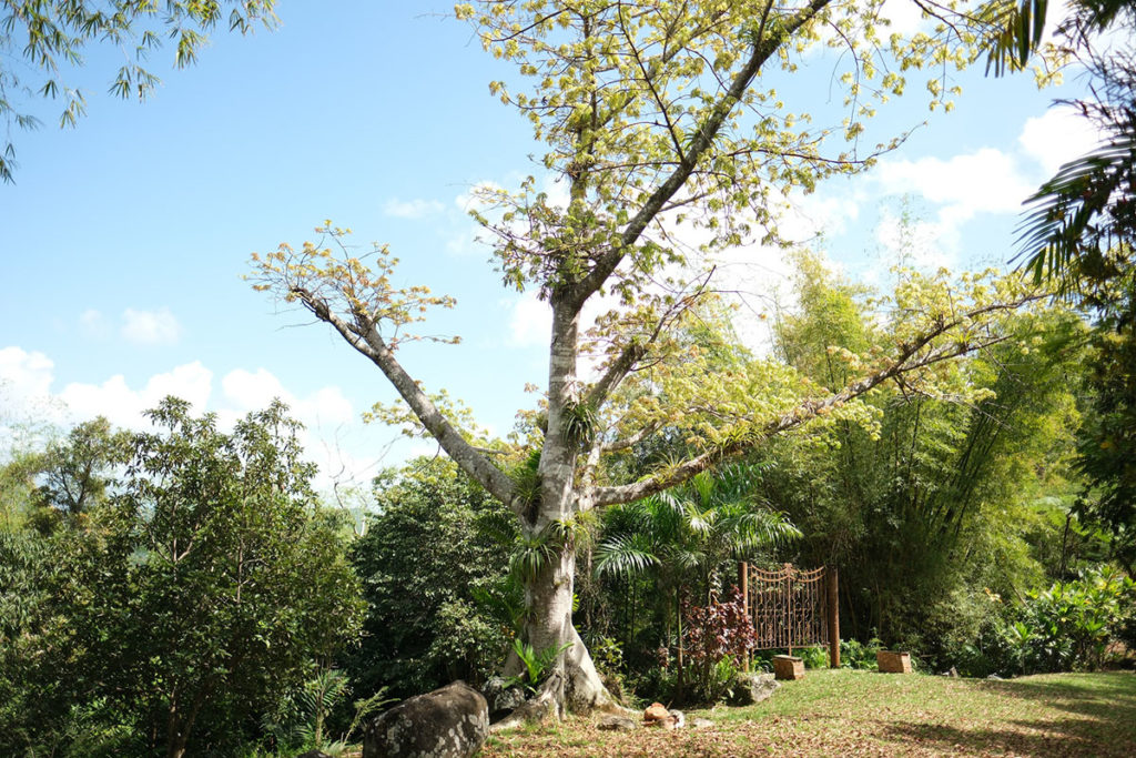 Ceiba